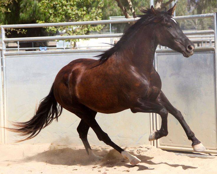 Costa Rican Saddle Horse